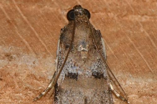 Acrobasis fallouella